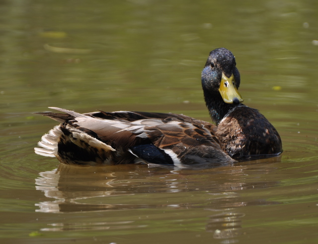 File:Duck on Coventry Canal - geograph.org.uk - 1369927.jpg