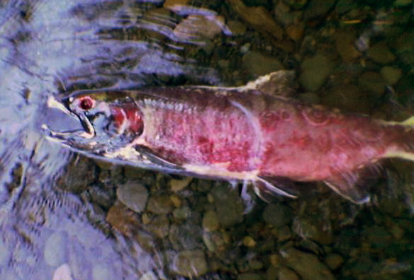 File:Dead salmon in spawning season.jpg