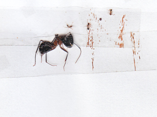 File:Big ant, related to Argentine ants.jpg