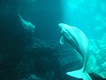 Belugas en un acuario, por Leon Mitchell de San Diego, EEUU