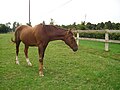 English: Standardbred horse Deutsch: Amerikanischer Traber