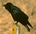 Corvus ossifragus (cat.)