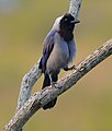 Cyanocorax violaceus (cat.)