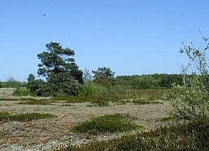 Trees in Denmark