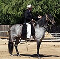 Peruvian Paso