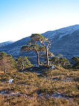 Glen Affric, Scotland