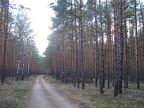 Pine plantation in Brandenburg, Germany