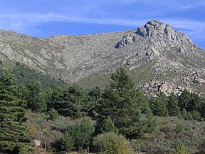 Forest, Sierra de Guadarrama, España