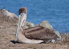 Juvenile Brown Pelican (Pelecanus occidentalis) “R10” at Bodega Harbor, Sonoma County, California.