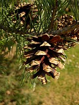 Mature open cones, cultivated, UK