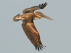 Pelican, Brown Pelecanus occidentalis