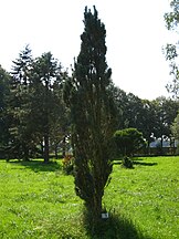 P. sylvestris 'Fastigiata' in the Arboretum de Chèvreloup in Rocquencourt.