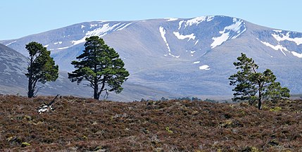 Treeline, Cairngorms, Scotland