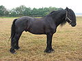 Friesian Horse (cat)