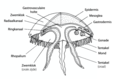 Anatomy of Scyphozoa (Aurelia) in Dutch