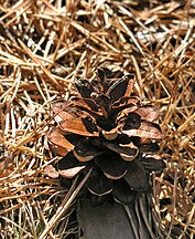 Mature open cone, Segovia, España