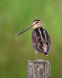 Gallinago delicata (Wilson's Snipe)