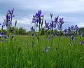 Iris sibirica Germany NSG Eriskircher Ried