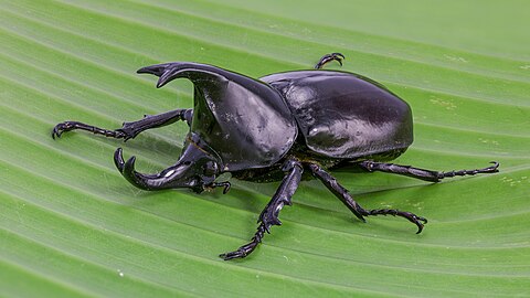 Xylotrupes socrates (Siamese rhinoceros beetle, or "fighting beetle"), male, on a banana leaf