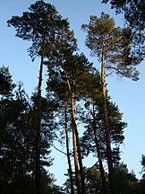 Planted trees in a park, Netherlands