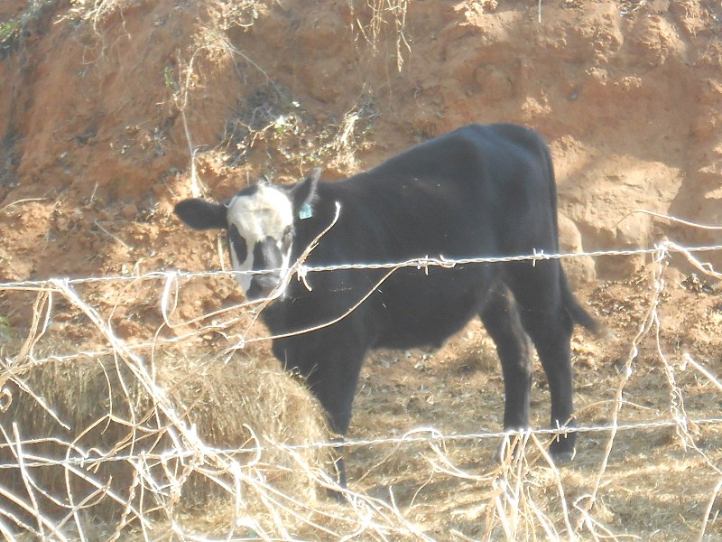 File:Cow in Alabama Field.jpg