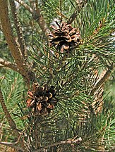 Mature open cones, Segovia, España