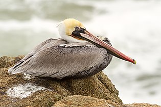 Brown pelican (Pelecanus occidentalis californicus) sitting on a rock in the cliffs of Bodega Head, Sonoma County, California.