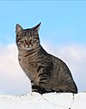 "Cat_December_2009-1.jpg" by User:Alvesgaspar