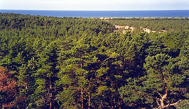 Forest, Gotska Sandön, Sverige