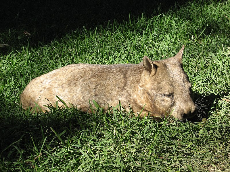 File:Wombat01.JPG