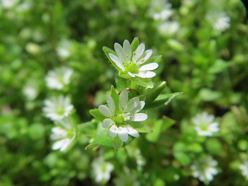 File:20150412Stellaria media.jpg