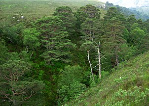 Allt a' Chuirn, Kinlochewe, Ross-shire, Scotland