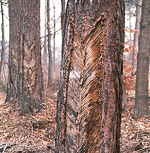 Tree tapped for resin harvesting, Poland