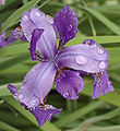 Flower top view with water droplets