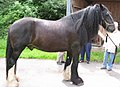 Shire horse (cat)