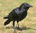 Corvus mellori (cat.)