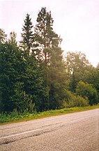 Tree, Russia