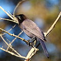 Cyanocorax cyanomelas (cat.)