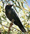 Corvus bennetti (cat.)