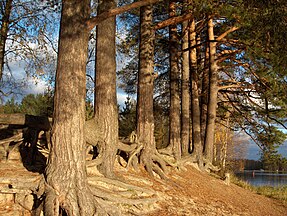 Trees, Suomi (Finland)