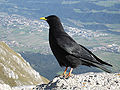 Pyrrhocorax graculus (cat.)