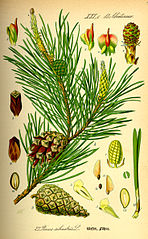 Pinus sylvestris plate 27 in: Otto Wilhelm Thomé: Flora von Deutschland, Österreich u.d. Schweiz, Gera (1885)