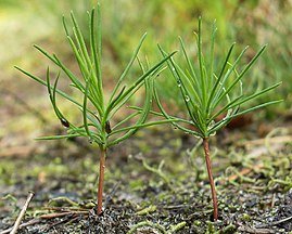 Seedlings