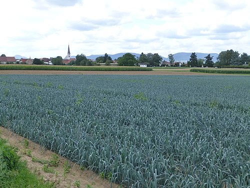 Surprizing field of leeks near the Weinstrasse, east of Landau