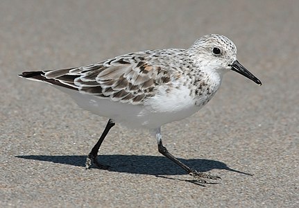 Calidris alba (Sanderling)