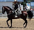 Azteca horse (cat)