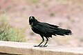 Corvus cryptoleucus (cat.)