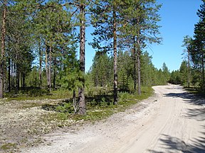 Forest (with one Pinus sibirica sapling just left of closest tree), Khanty-Mansiyskiy, Russia