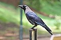 Corvus splendens (cat.)