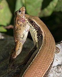 Eutropis macularia (bronze grass skink) eating a frog